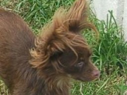 petit_chien_russe_1_20211201_1456872922